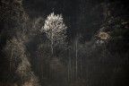 White light