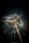 La cosa particolare del mondo sommerso  che molto spesso ci che sembra animale  in realt vegetale e viceversa.
Come questo esemplare di Sabella spallanzanii, detto comunemente Spirografo, che nonostante sembri una specie di vegetale  in realt un verme policheta che vive costantemente nascosto in un grosso tubo dal quale fa fuoriuscire le estremit che vediamo in foto e con le quali si nutre e respira.