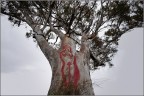 L'albero dell'amore
