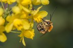 Ape su fiore di Maonia