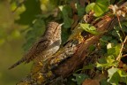 Torcicollo
