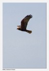 Falco di Palude