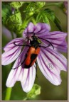macro
