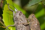 Cavallette in accoppiamento