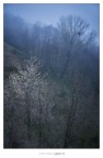 Dark spring