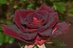 La mia rosa