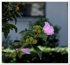 ..un fiore