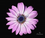 Macro