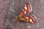 La Pyrausta purpuralis  una falena graziosa, ma molto piccola, per cui pubblico direttamente un ritaglio.
Critiche e commenti sono graditi.
M2876