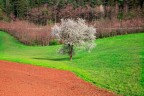 Primavera