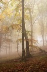 st