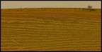 paesaggio toscano