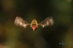 Macro volante