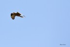 Falco pecchiaiolo in migrazione sullo stretto di Messina