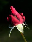 *** Rossa ***
