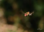 Macro volante 2
