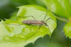 Tipulidae