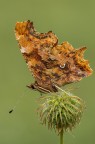 L'unica foto decente di una farfalla mai fatta..
Risale a 2013 appena preso la lente macro(non trovo pi di dati exif)