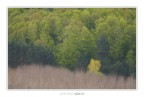 Poesia di Primavera