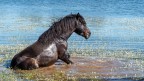 Cavallino della Giara