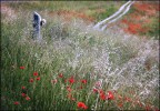 Dormi sepolto in un campo di grano
Non  la rosa non  il tulipano
Che ti fan veglia dall'ombra dei fossi
Ma sono mille papaveri rossi

 Fabrizio de Andre