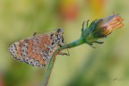 Melitea-didyma_DSC0933