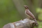 Torcicollo