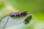 Sono ragni saltatori (Jumping Spider) e possono saltare molte volte la propria lunghezza. 
Sono dei cacciatori attivi durante il giorno, vivono all'aperto ed amano il sole. Possiedono otto occhi con una vista eccellente che gli permette di individuare la preda, di inseguirla e catturarla saltandole addosso, per questo motivo conducono una vita errante e non costruiscono la tela.