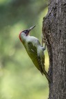 ..picchio verde..