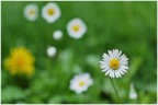 primavera