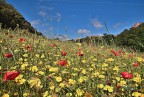 Un campo fiorito
