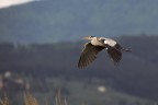 Airone cenerino