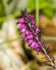 Erica selvatica