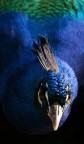 profondo blu