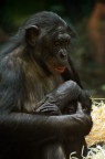 L'amore di una madre per il suo piccolo,  uguale per ogni specie vivente