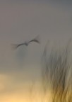 volo essenziale