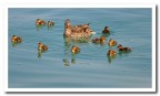 ....piccoli pennuti