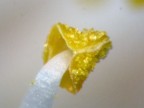 macro spinta