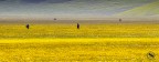 Cercatori....nel giallo!