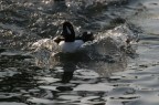 Foto scattata a Raconigi con EF70-200 F4 + duplicatore