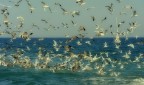 Banchetto a mare...
