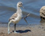 Avocetta