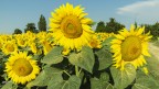 Helianthus...