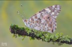 Vanessa cardui