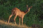 ..capriolo..