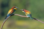 Dono-d'amore_DSC6847