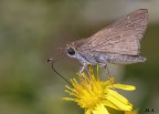 Gegenes nostrodamus