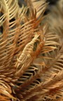 periclemenes sp.