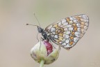 Melitaea phoebe