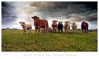 IRISH COWS